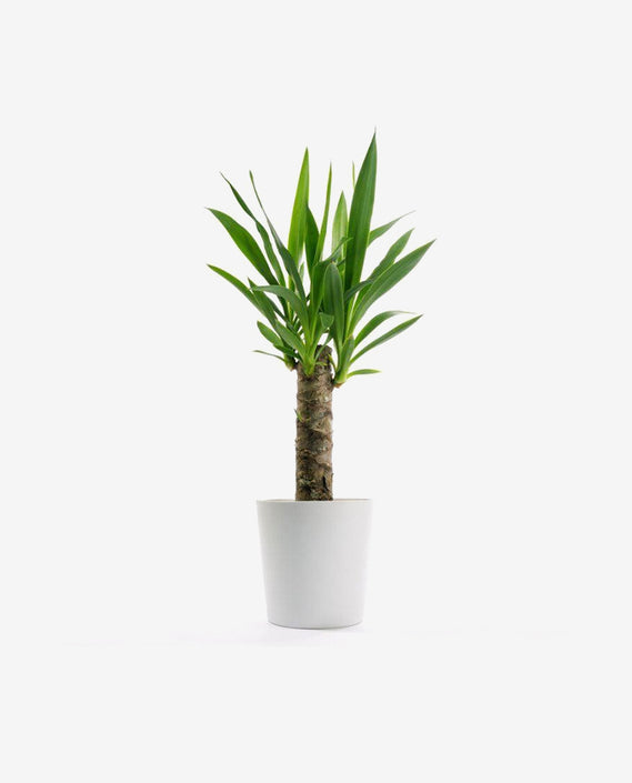 Piamond Halo Stud Aenean