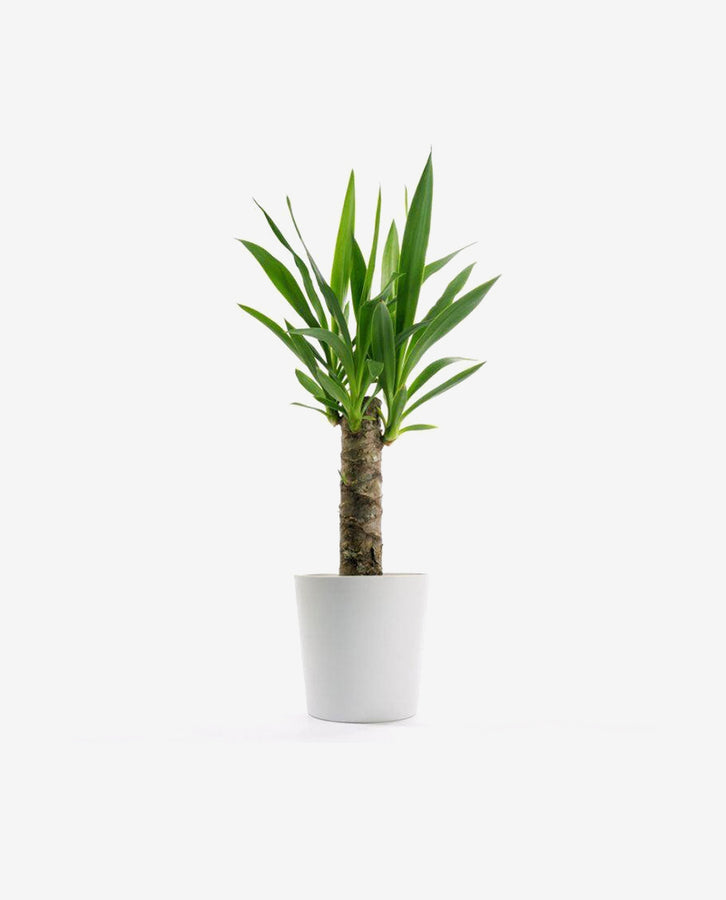 Piamond Halo Stud Aenean